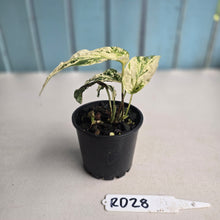 Load image into Gallery viewer, #RD28 Variegated Amydrium Medium