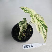 Load image into Gallery viewer, #RD28 Variegated Amydrium Medium