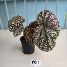 Load image into Gallery viewer, #RB2 Begonia Unknown