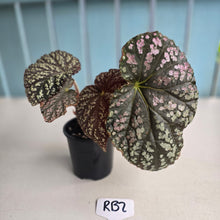 Load image into Gallery viewer, #RB2 Begonia Unknown