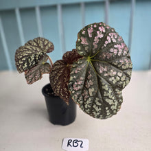 Load image into Gallery viewer, #RB2 Begonia Unknown