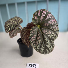 Load image into Gallery viewer, #RB2 Begonia Unknown