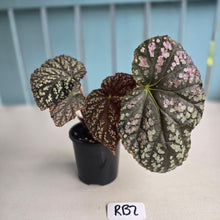 Load image into Gallery viewer, #RB2 Begonia Unknown