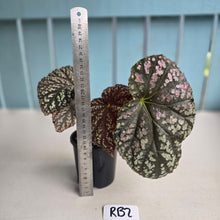 Load image into Gallery viewer, #RB2 Begonia Unknown