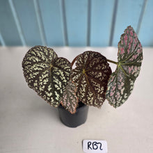 Load image into Gallery viewer, #RB2 Begonia Unknown