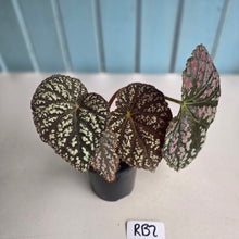 Load image into Gallery viewer, #RB2 Begonia Unknown