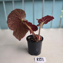 Load image into Gallery viewer, #RB2 Begonia Unknown
