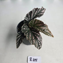 Load image into Gallery viewer, #R45 Begonia Unknown