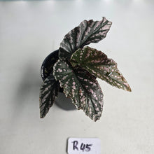 Load image into Gallery viewer, #R45 Begonia Unknown