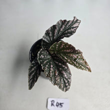 Load image into Gallery viewer, #R45 Begonia Unknown