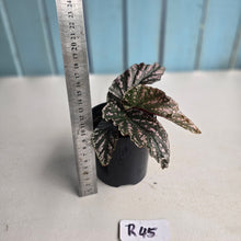 Load image into Gallery viewer, #R45 Begonia Unknown