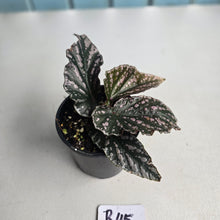 Load image into Gallery viewer, #R45 Begonia Unknown