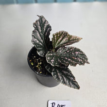 Load image into Gallery viewer, #R45 Begonia Unknown