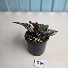 Load image into Gallery viewer, #R45 Begonia Unknown