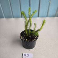 Load image into Gallery viewer, #R3 Borneo Water Tassel Fern