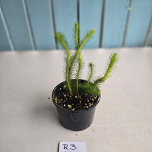 Load image into Gallery viewer, #R3 Borneo Water Tassel Fern