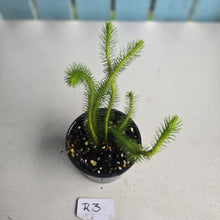 Load image into Gallery viewer, #R3 Borneo Water Tassel Fern