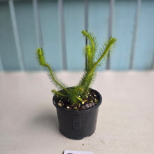 Load image into Gallery viewer, #R3 Borneo Water Tassel Fern