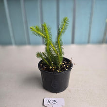 Load image into Gallery viewer, #R3 Borneo Water Tassel Fern