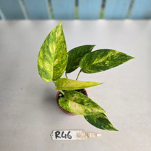 Load image into Gallery viewer, #R46 Variegated Epipremnum Pinnatum Aurea