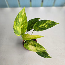 Load image into Gallery viewer, #R46 Variegated Epipremnum Pinnatum Aurea