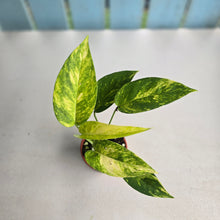 Load image into Gallery viewer, #R46 Variegated Epipremnum Pinnatum Aurea
