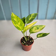 Load image into Gallery viewer, #R46 Variegated Epipremnum Pinnatum Aurea
