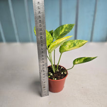 Load image into Gallery viewer, #R46 Variegated Epipremnum Pinnatum Aurea