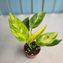 Load image into Gallery viewer, #R46 Variegated Epipremnum Pinnatum Aurea
