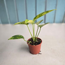 Load image into Gallery viewer, #R46 Variegated Epipremnum Pinnatum Aurea