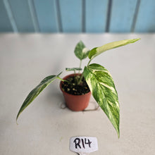 Load image into Gallery viewer, #R14 Variegated Epipremnum Pinnatum