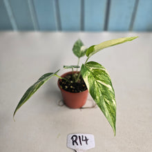 Load image into Gallery viewer, #R14 Variegated Epipremnum Pinnatum