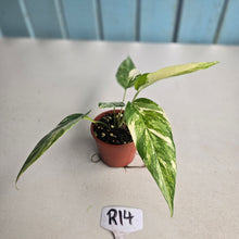 Load image into Gallery viewer, #R14 Variegated Epipremnum Pinnatum