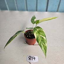 Load image into Gallery viewer, #R14 Variegated Epipremnum Pinnatum