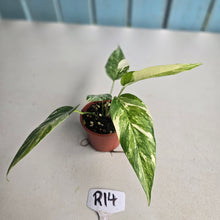 Load image into Gallery viewer, #R14 Variegated Epipremnum Pinnatum