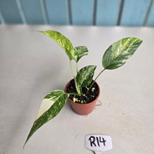 Load image into Gallery viewer, #R14 Variegated Epipremnum Pinnatum