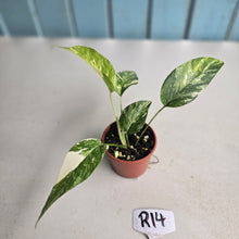 Load image into Gallery viewer, #R14 Variegated Epipremnum Pinnatum