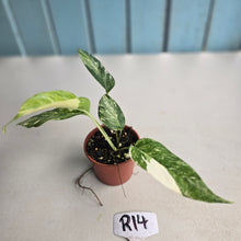 Load image into Gallery viewer, #R14 Variegated Epipremnum Pinnatum