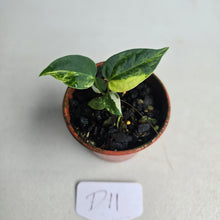 Load image into Gallery viewer, #D11 Variegated Anthurium Forgetii x (Papillilaminum x)