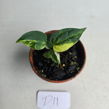 Load image into Gallery viewer, #D11 Variegated Anthurium Forgetii x (Papillilaminum x)