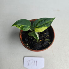 Load image into Gallery viewer, #D11 Variegated Anthurium Forgetii x (Papillilaminum x)