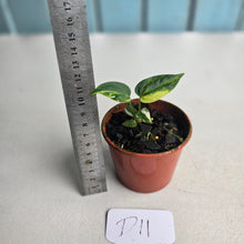 Load image into Gallery viewer, #D11 Variegated Anthurium Forgetii x (Papillilaminum x)