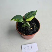 Load image into Gallery viewer, #D11 Variegated Anthurium Forgetii x (Papillilaminum x)