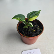 Load image into Gallery viewer, #D11 Variegated Anthurium Forgetii x (Papillilaminum x)