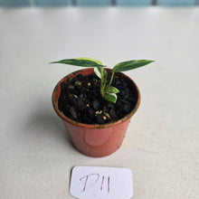 Load image into Gallery viewer, #D11 Variegated Anthurium Forgetii x (Papillilaminum x)