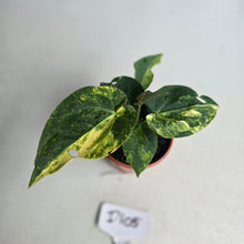 Load image into Gallery viewer, #D105 Two x Headed Variegated Anthurium Forgetii x
