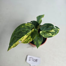 Load image into Gallery viewer, #D105 Two x Headed Variegated Anthurium Forgetii x