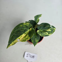 Load image into Gallery viewer, #D105 Two x Headed Variegated Anthurium Forgetii x