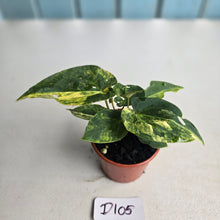 Load image into Gallery viewer, #D105 Two x Headed Variegated Anthurium Forgetii x