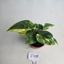Load image into Gallery viewer, #D105 Two x Headed Variegated Anthurium Forgetii x